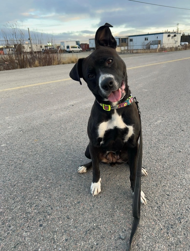 Hela, an adoptable Pit Bull Terrier in Yellowknife, NT, X1A 2W5 | Photo Image 1