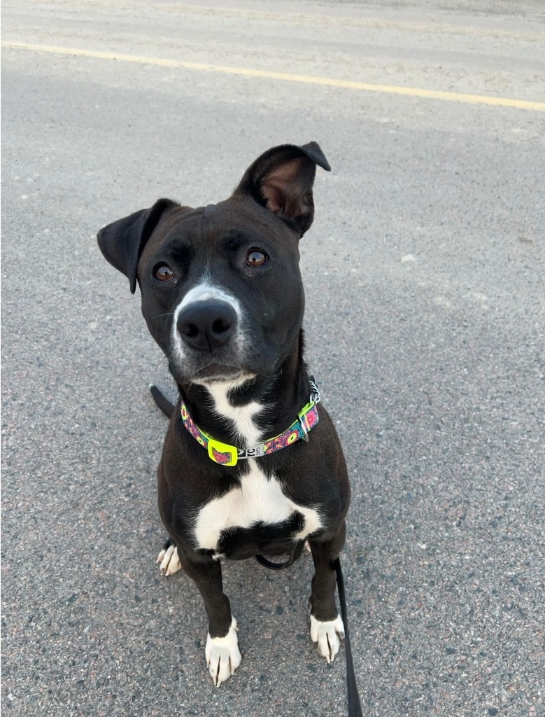 Hela, an adoptable Pit Bull Terrier in Yellowknife, NT, X1A 2W5 | Photo Image 2