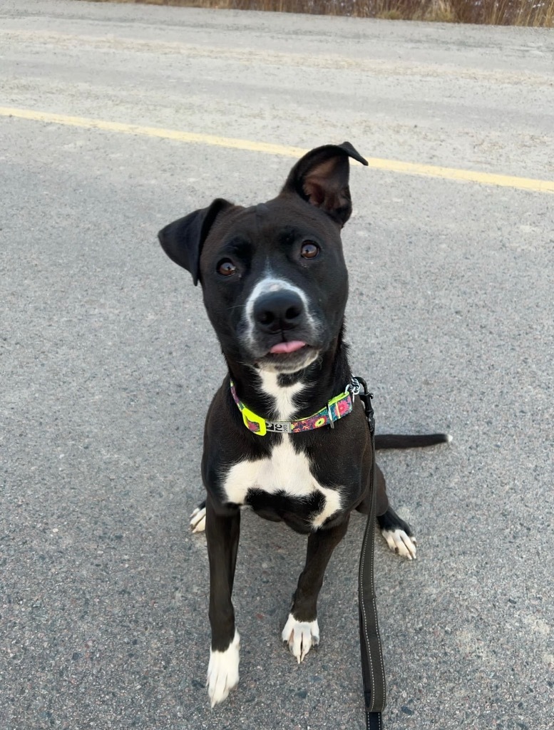 Hela, an adoptable Pit Bull Terrier in Yellowknife, NT, X1A 2W5 | Photo Image 3