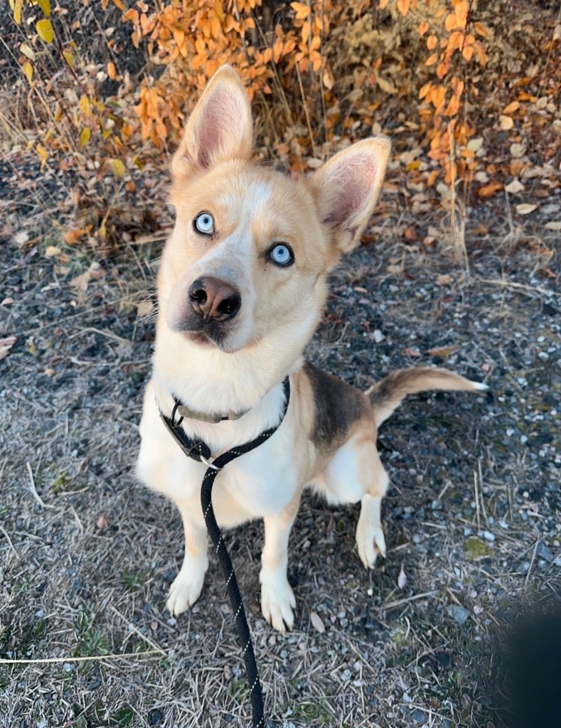 Rocky, an adoptable Husky, Shepherd in Yellowknife, NT, X1A 2W5 | Photo Image 1