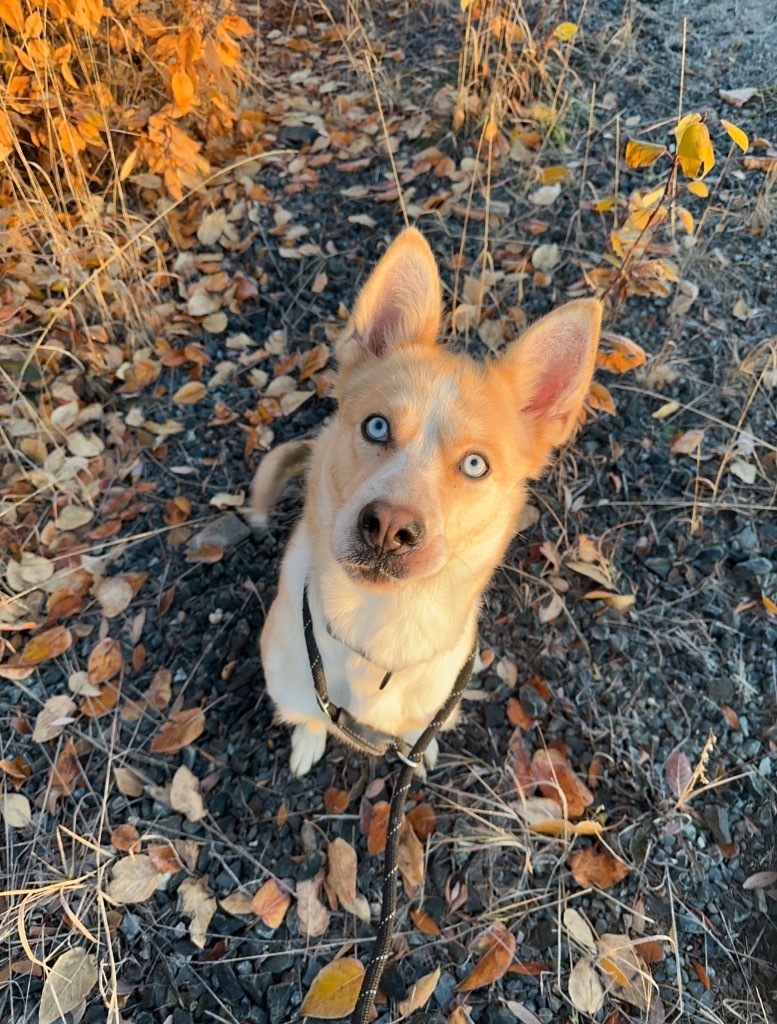 Rocky, an adoptable Husky, Shepherd in Yellowknife, NT, X1A 2W5 | Photo Image 2