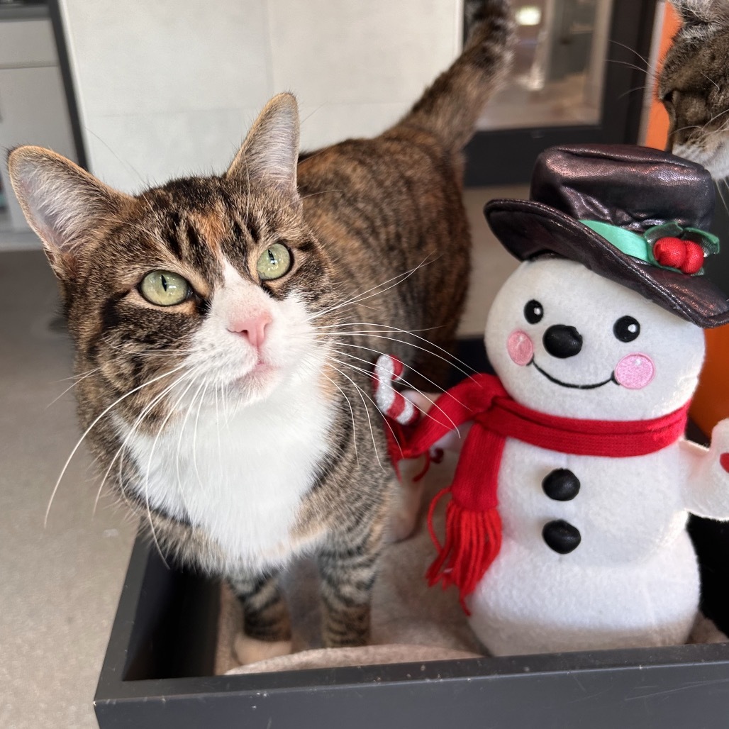 Selina Kyle, an adoptable Domestic Short Hair in Hailey, ID, 83333 | Photo Image 1