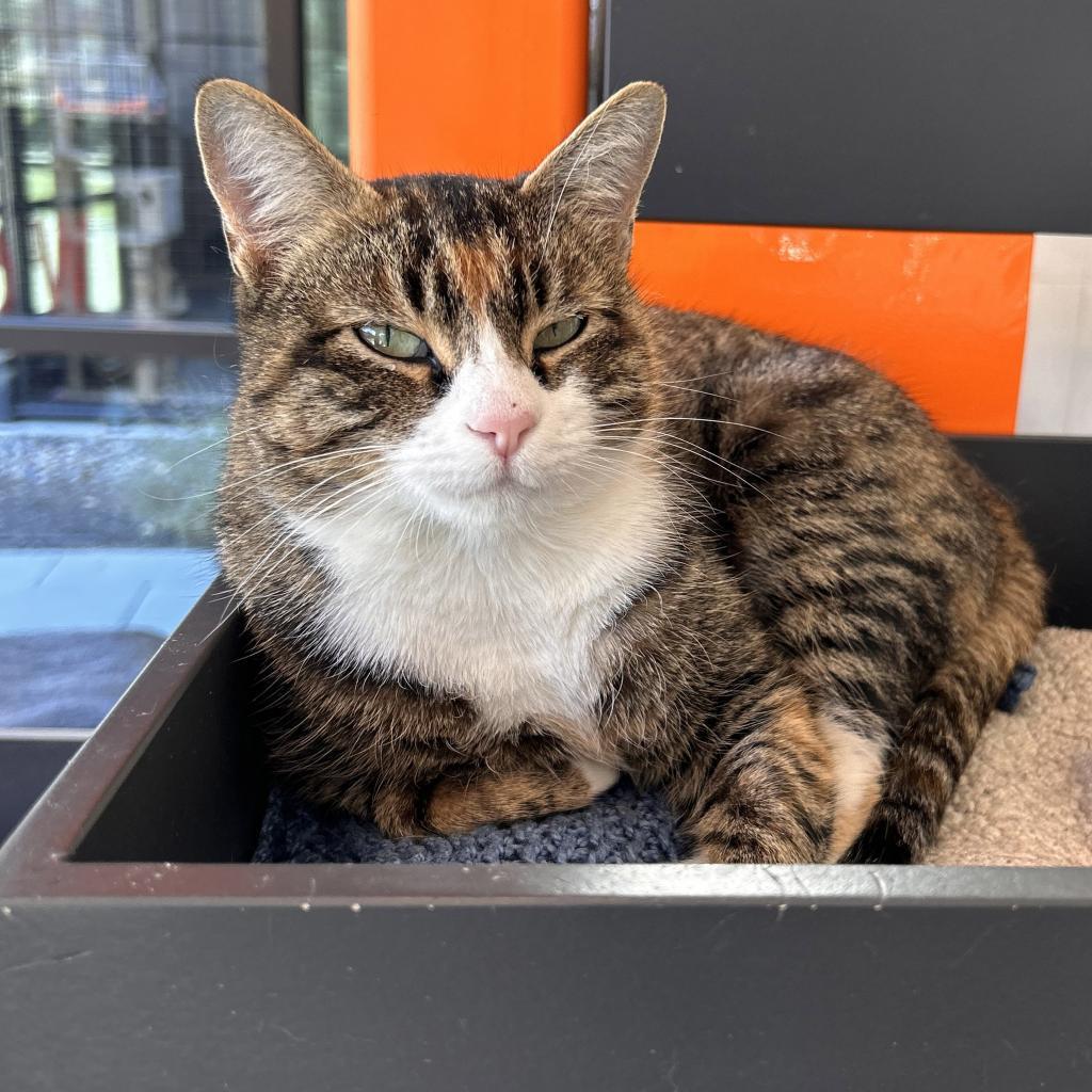 Selina Kyle, an adoptable Domestic Short Hair in Hailey, ID, 83333 | Photo Image 2