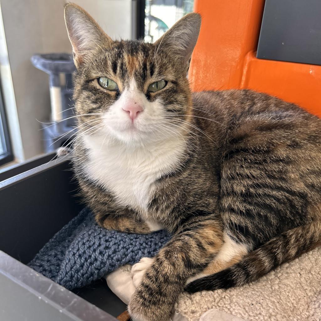 Selina Kyle, an adoptable Domestic Short Hair in Hailey, ID, 83333 | Photo Image 2