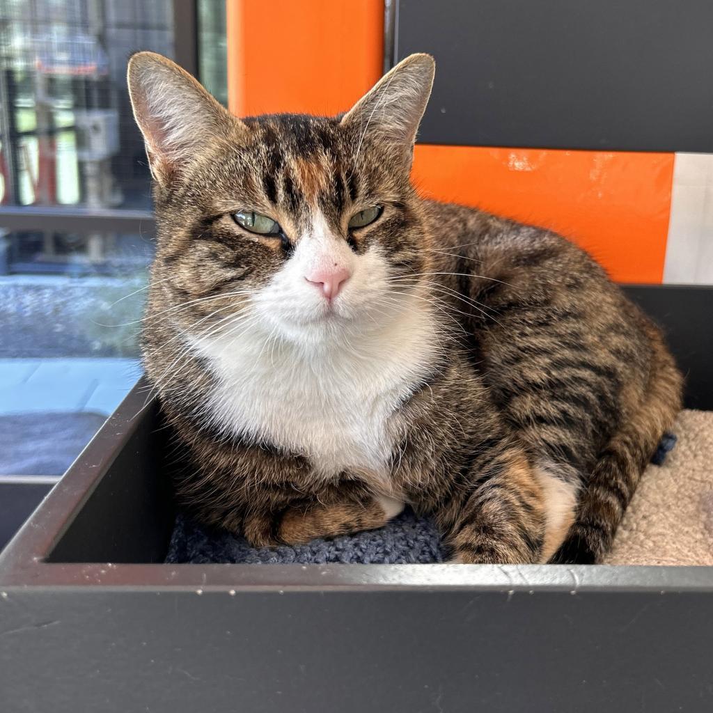 Selina Kyle, an adoptable Domestic Short Hair in Hailey, ID, 83333 | Photo Image 3