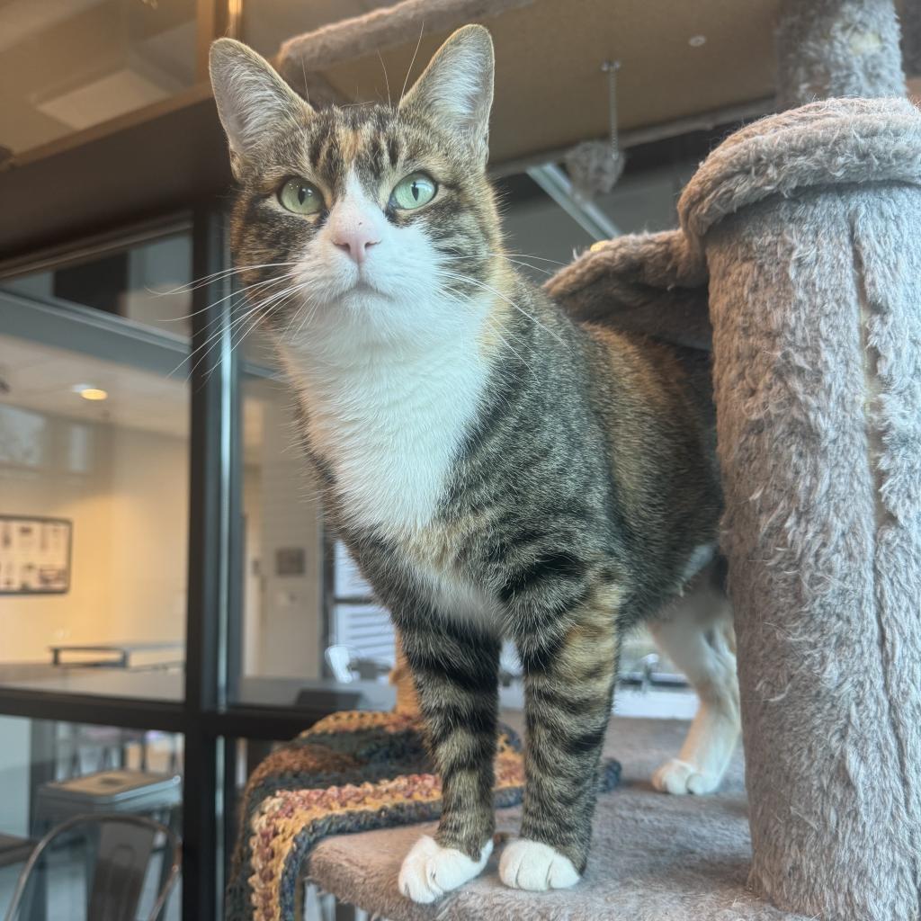 Selina Kyle, an adoptable Domestic Short Hair in Hailey, ID, 83333 | Photo Image 4