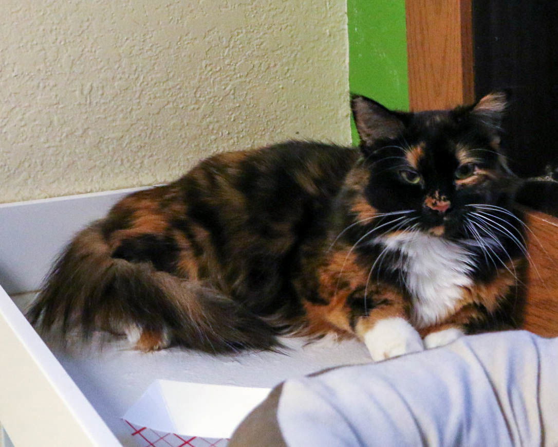 Cat for adoption Bewitched, a Domestic Short Hair in Fargo, ND