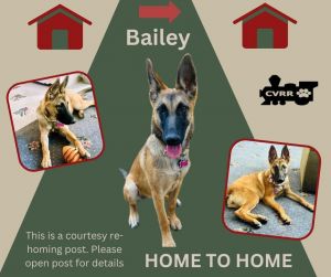 Photo of *Bailey (Home to Home)