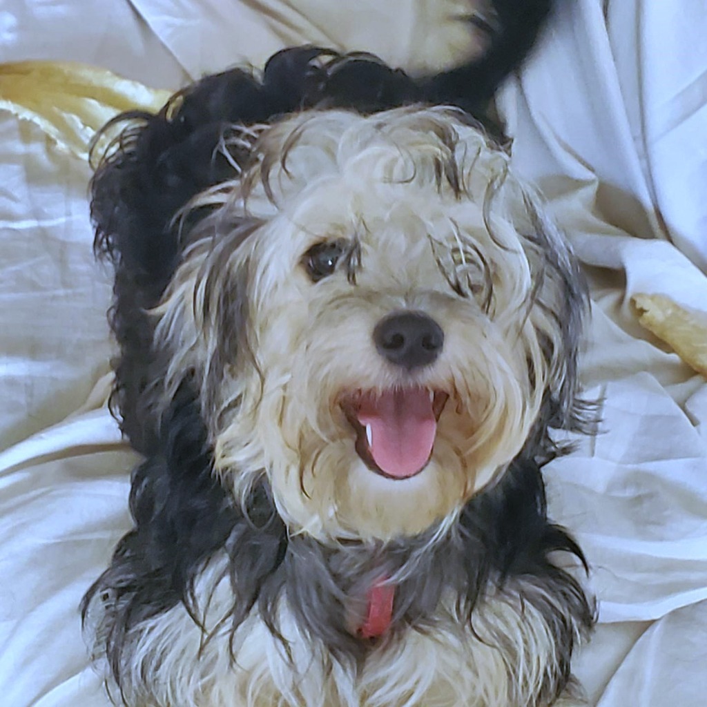 OREO, an adoptable Poodle, Havanese in Palm City, FL, 34990 | Photo Image 1