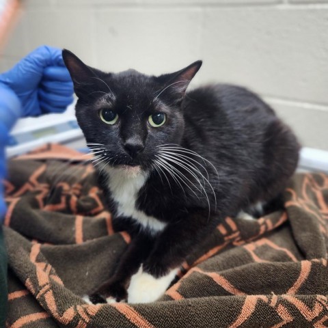 Riky, an adoptable Domestic Short Hair in Incline Village, NV, 89451 | Photo Image 1