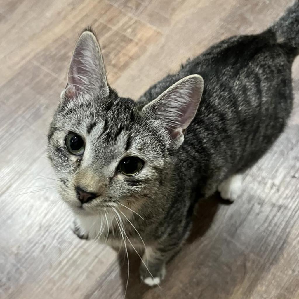 Possum, an adoptable Domestic Short Hair in Incline Village, NV, 89451 | Photo Image 3