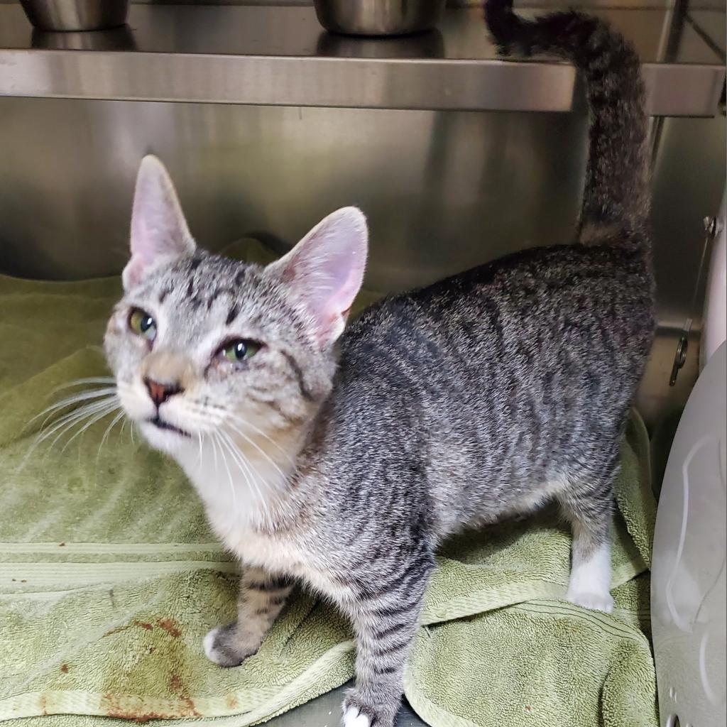 Possum, an adoptable Domestic Short Hair in Incline Village, NV, 89451 | Photo Image 5