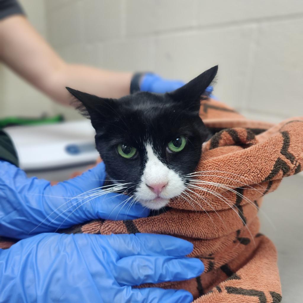 BonBon, an adoptable Domestic Short Hair in Incline Village, NV, 89451 | Photo Image 1