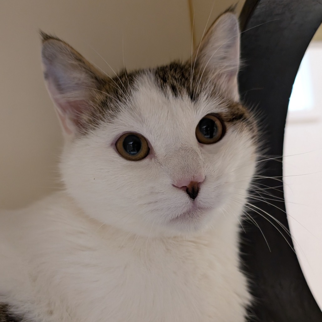 Schmebulock, an adoptable Domestic Short Hair in Thomaston, ME, 04861 | Photo Image 1