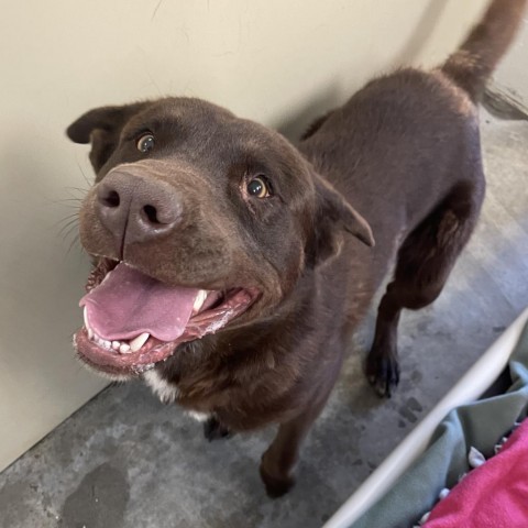 Bruno (Rue), an adoptable Chocolate Labrador Retriever in Cody, WY, 82414 | Photo Image 1