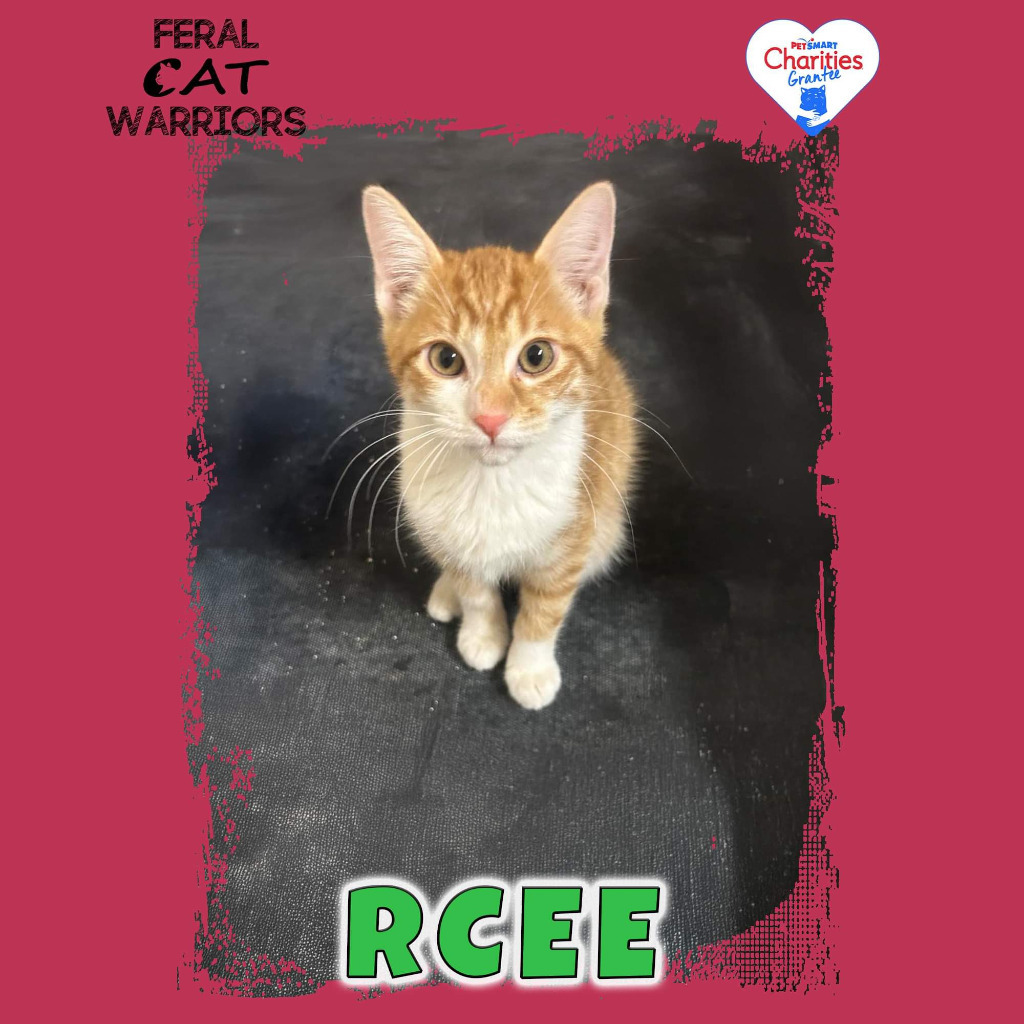 RCee, an adoptable Domestic Short Hair in Kingman, AZ, 86401 | Photo Image 1