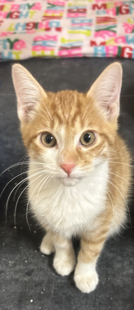 RCee, an adoptable Domestic Short Hair in Kingman, AZ, 86401 | Photo Image 2