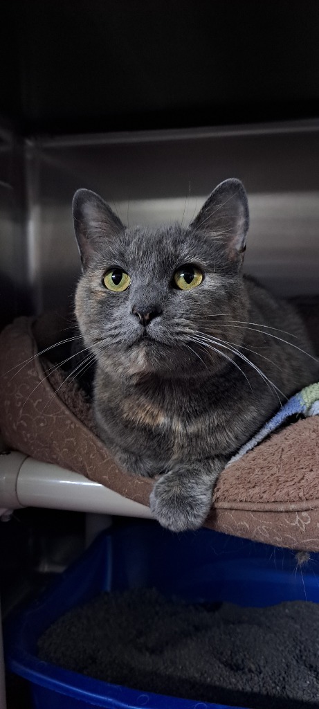 Lee Lee, an adoptable Domestic Short Hair in Virginia, MN, 55792 | Photo Image 1