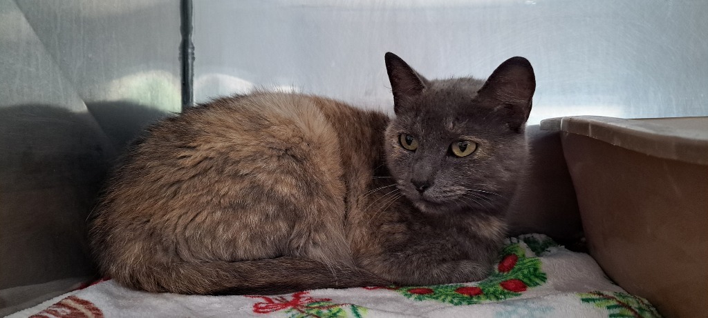 Lee Lee, an adoptable Domestic Short Hair in Virginia, MN, 55792 | Photo Image 2