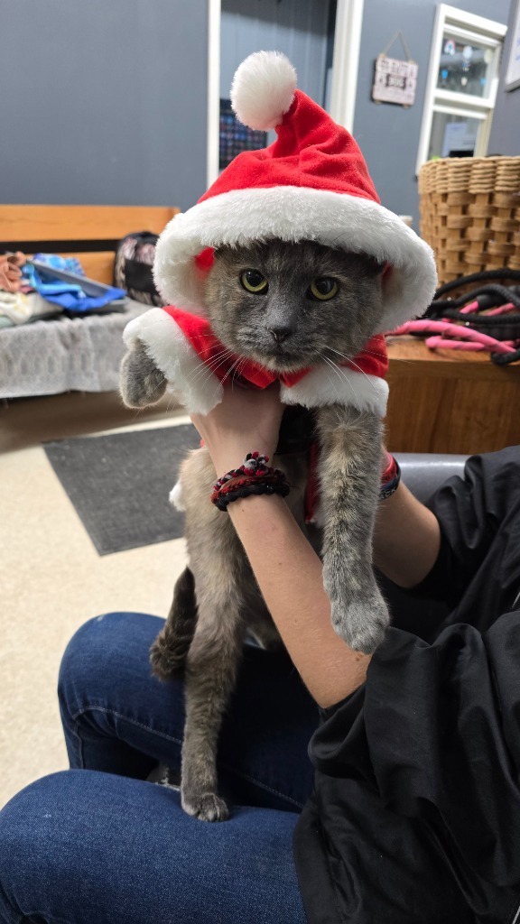 Lee Lee, an adoptable Domestic Short Hair in Virginia, MN, 55792 | Photo Image 4