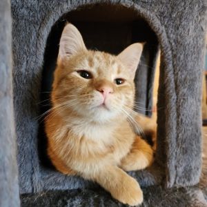 Norbert