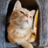 Norbert photo 5