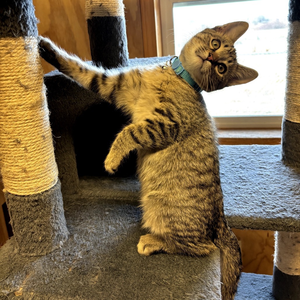 Lurch, an adoptable American Shorthair in Lander, WY, 82520 | Photo Image 1