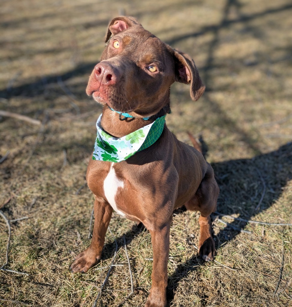 Skibidi (Trout), an adoptable Labrador Retriever in Logan, UT, 84323 | Photo Image 1