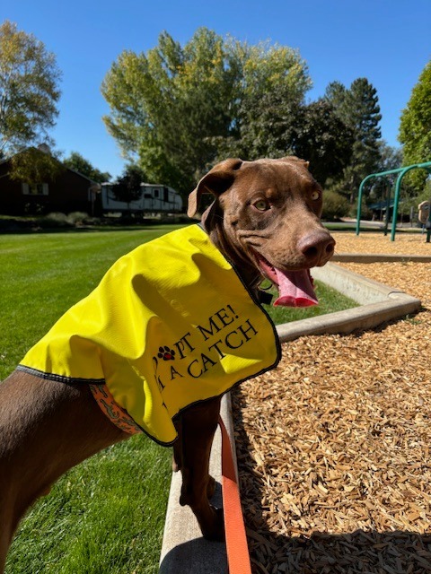 Trout, an adoptable Labrador Retriever in Logan, UT, 84323 | Photo Image 2