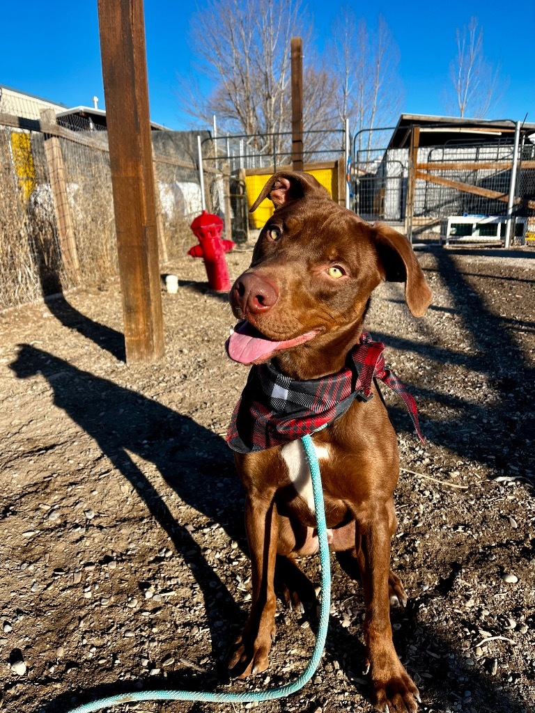 Skibidi (Trout), an adoptable Labrador Retriever in Logan, UT, 84323 | Photo Image 2