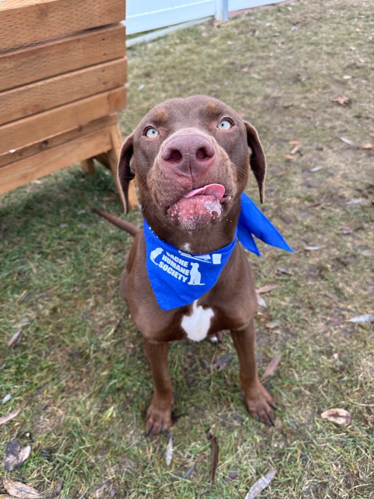 Trout, an adoptable Labrador Retriever in Logan, UT, 84323 | Photo Image 3