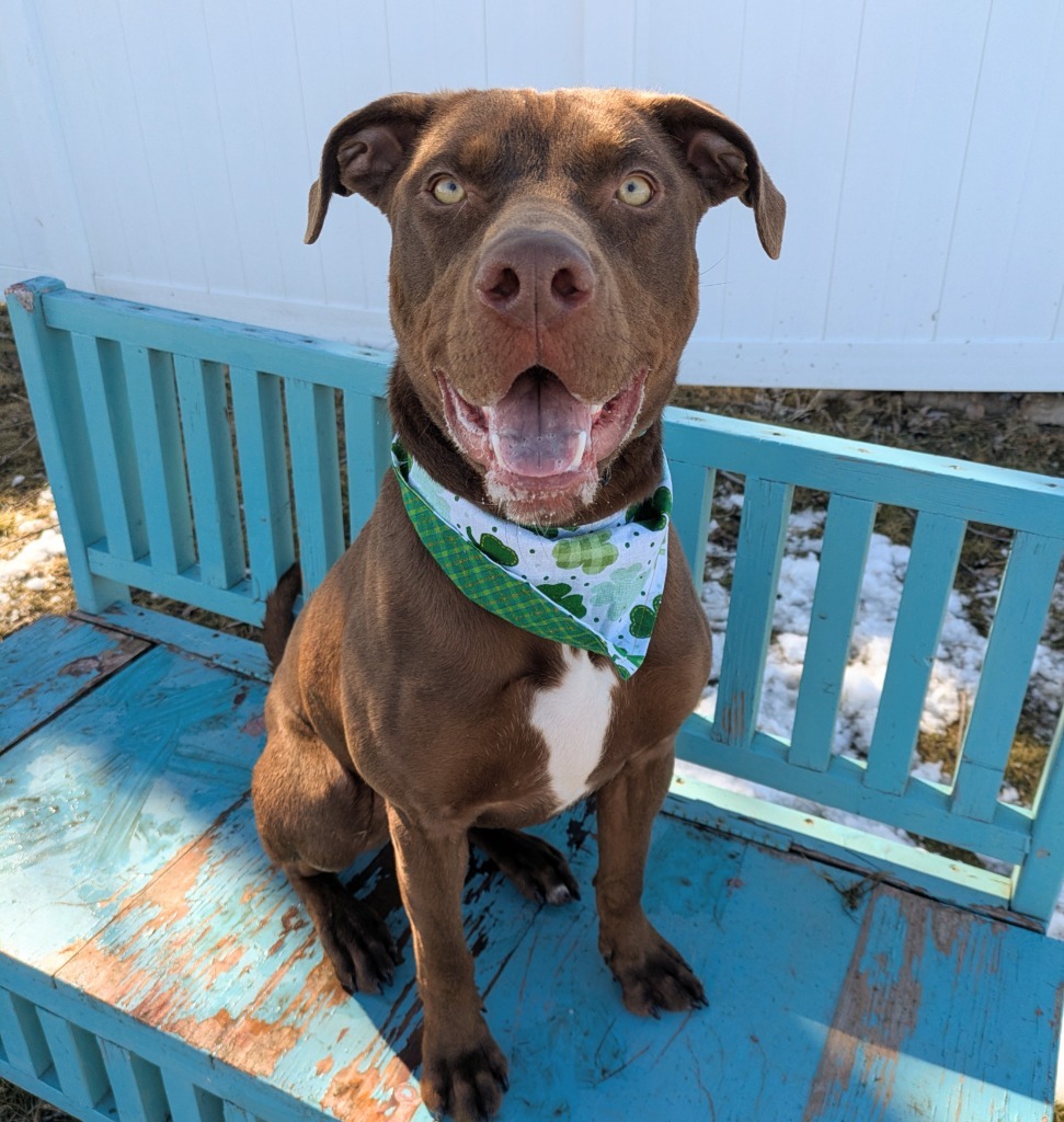 Skibidi (Trout), an adoptable Labrador Retriever in Logan, UT, 84323 | Photo Image 3