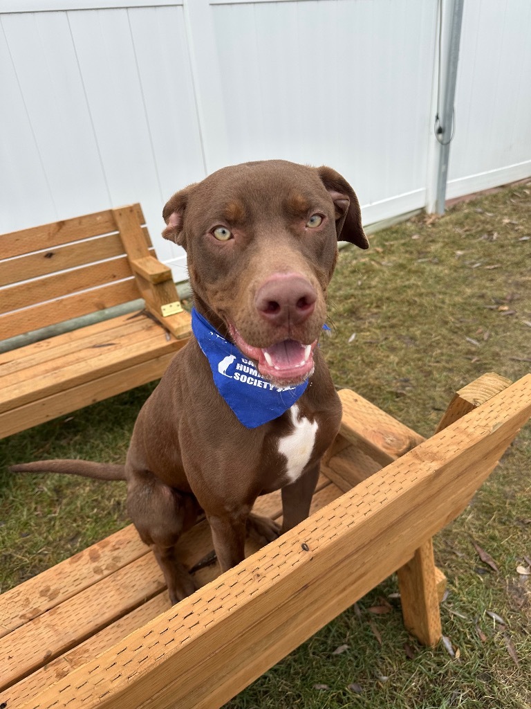 Trout, an adoptable Labrador Retriever in Logan, UT, 84323 | Photo Image 4