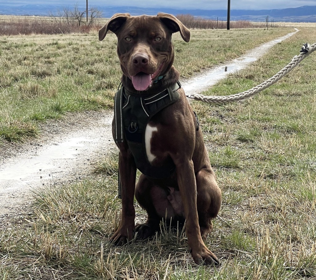 Skibidi (Trout), an adoptable Labrador Retriever in Logan, UT, 84323 | Photo Image 4