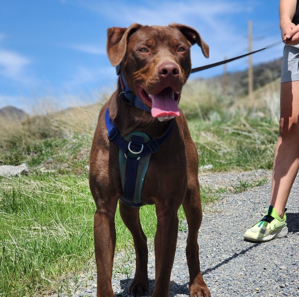 Skibidi (Trout), an adoptable Labrador Retriever in Logan, UT, 84323 | Photo Image 5