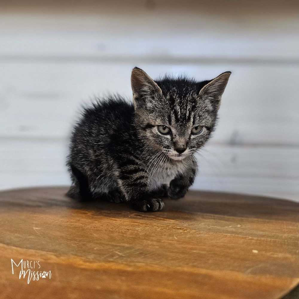 Bullet, an adoptable Domestic Short Hair in Spokane , WA, 99209 | Photo Image 1