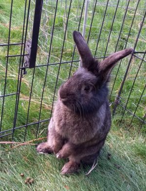 Wicket is a sweet and fun loving rabbit who came to Murcis Mission from our partners at SCRAPS He 