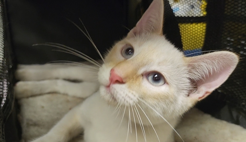 Beavis, an adoptable Siamese, Manx in Ocala, FL, 34475 | Photo Image 1
