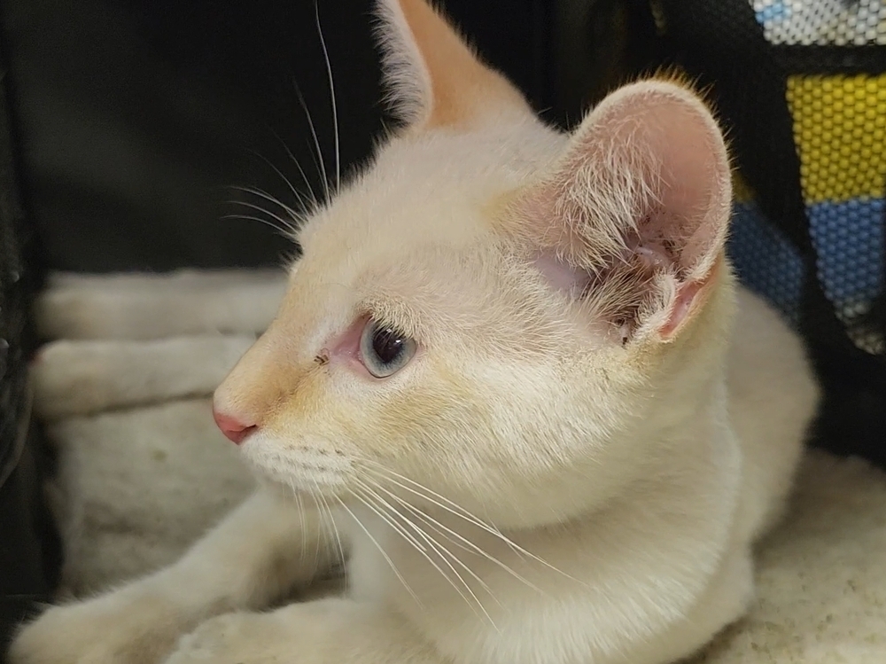 Beavis