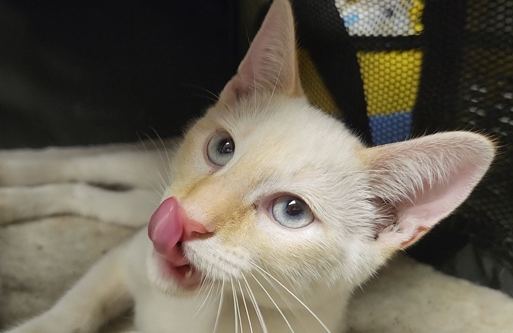 Beavis