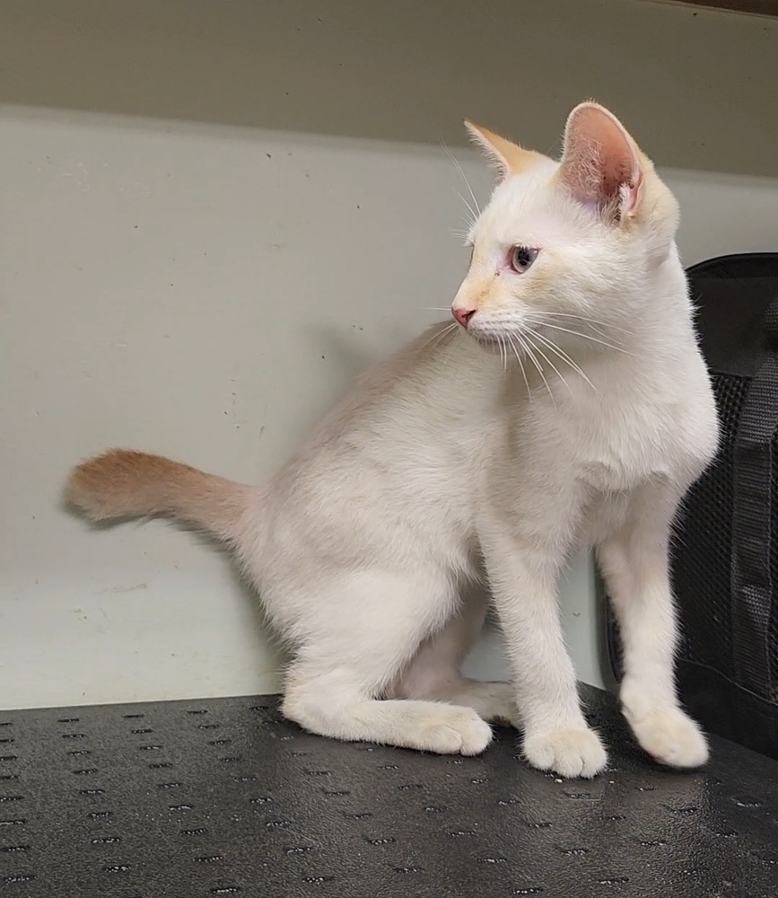 Beavis, an adoptable Siamese, Manx in Ocala, FL, 34475 | Photo Image 4