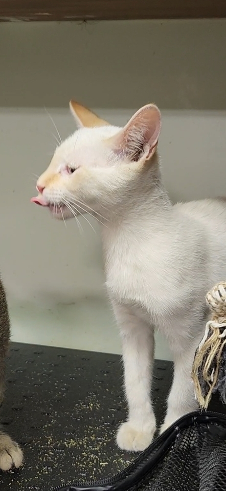 Beavis