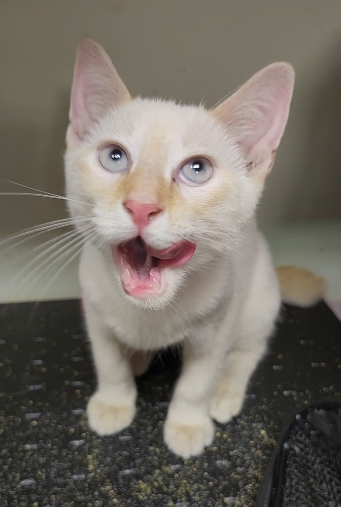 Beavis