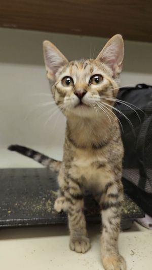 Piddle, Baby Female Siamese