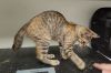 Piddle photo 2