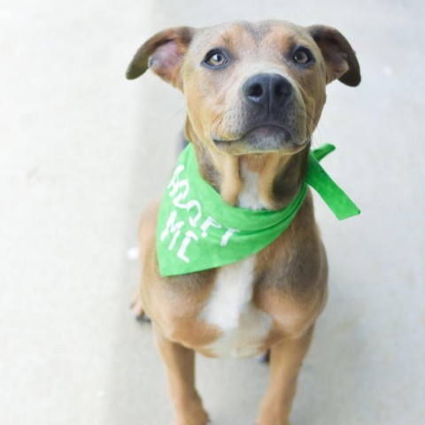 Roo, an adoptable Mixed Breed in Kailua Kona, HI, 96740 | Photo Image 1