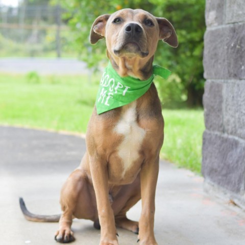 Roo, an adoptable Mixed Breed in Kailua Kona, HI, 96740 | Photo Image 2