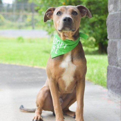 Roo, an adoptable Mixed Breed in Kailua Kona, HI, 96740 | Photo Image 3