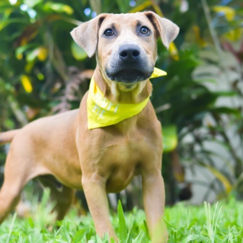 Graham Cracker, an adoptable Mixed Breed in Kailua Kona, HI, 96740 | Photo Image 1