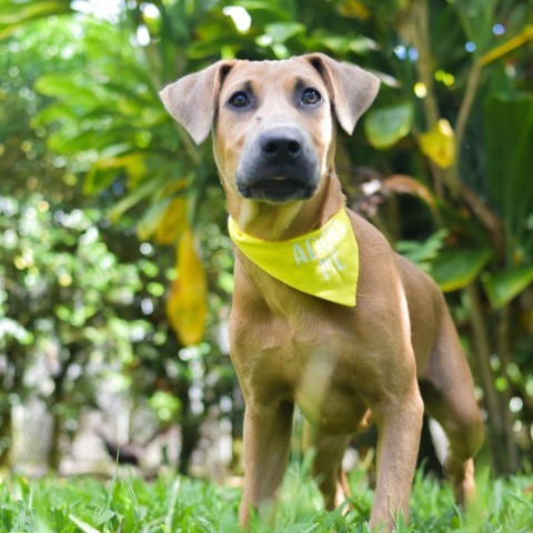 Graham Cracker, an adoptable Mixed Breed in Kailua Kona, HI, 96740 | Photo Image 2